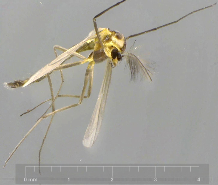 Paraphaenoclaudius penerasus